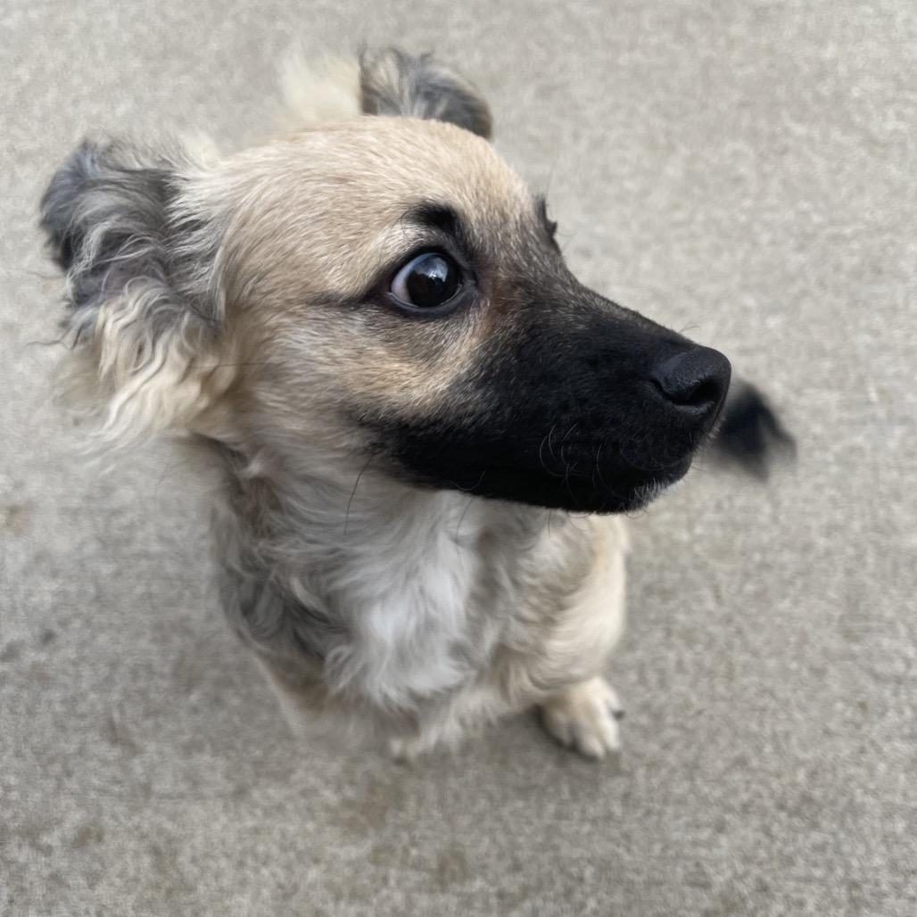 Maisie, Adoptable, Young Female Mixed Breed.