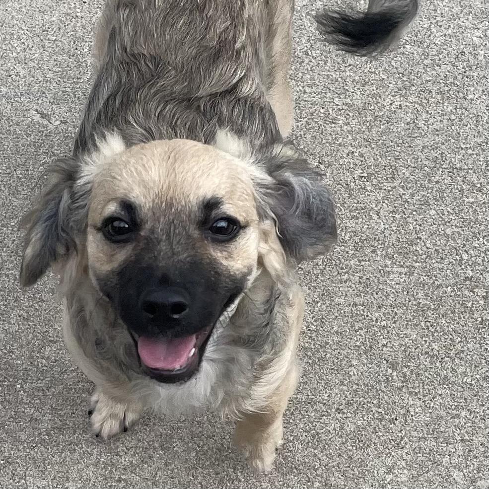 Maisie, a Adoptable Mixed Breed in Kokomo, IN image 2/3