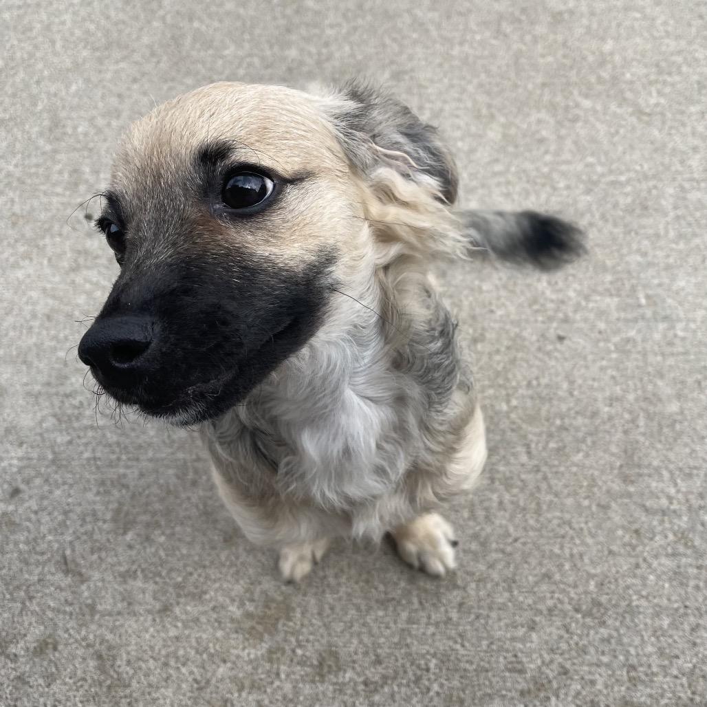 Maisie, a Adoptable Mixed Breed in Kokomo, IN image 3/3