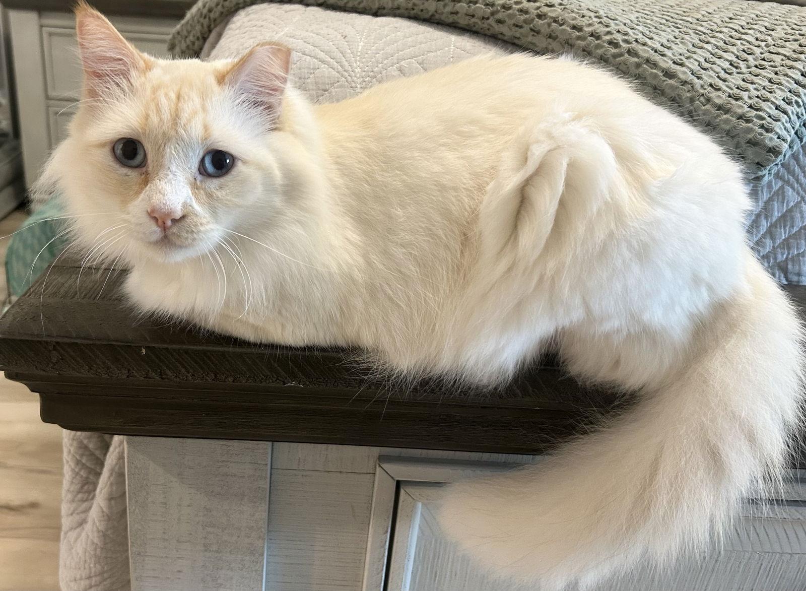 Enlarge Stark, a Adopted Siamese in Dickinson, TX image 1/2