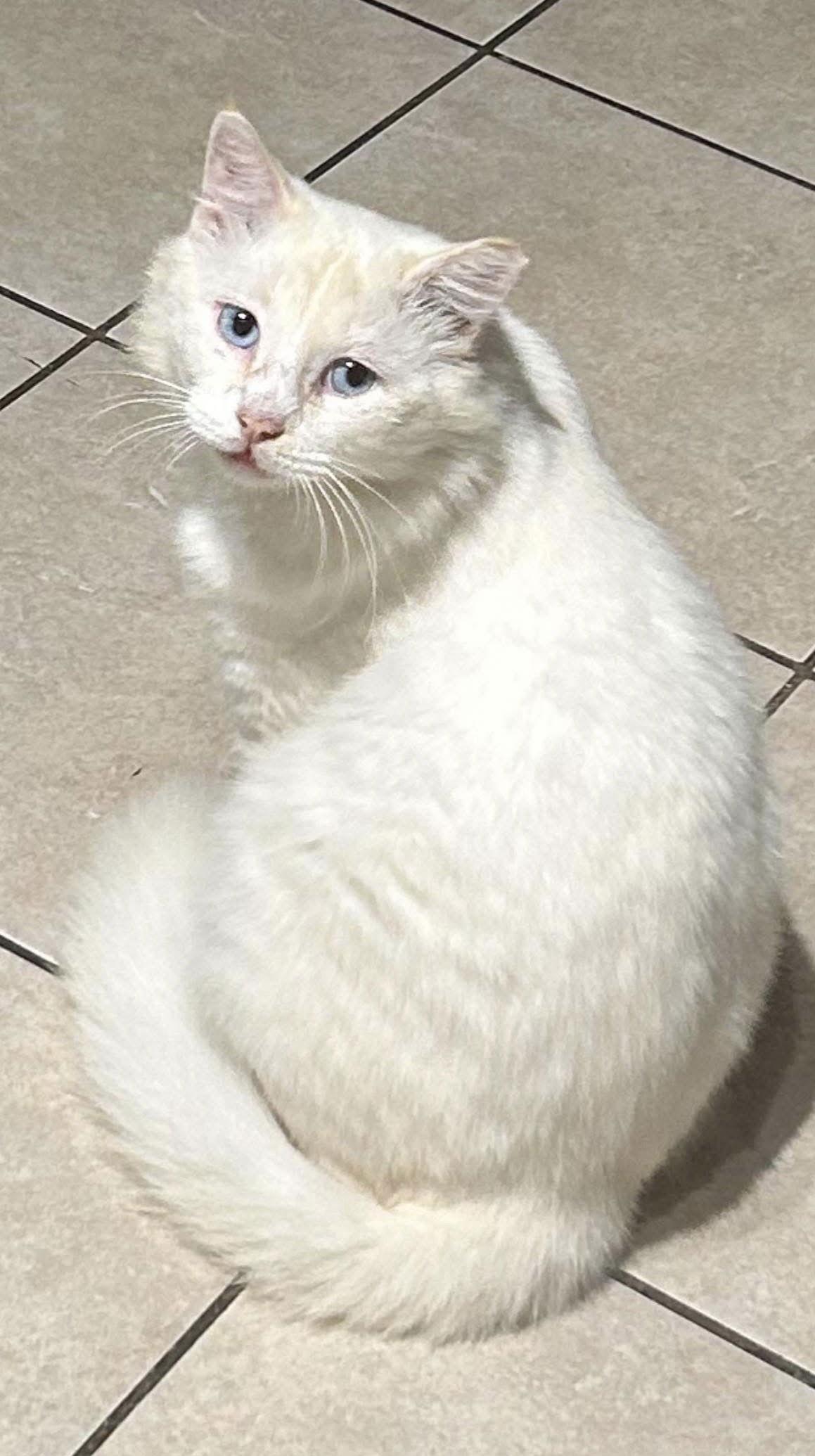 Enlarge Stark, a Adopted Siamese in Dickinson, TX image 2/2