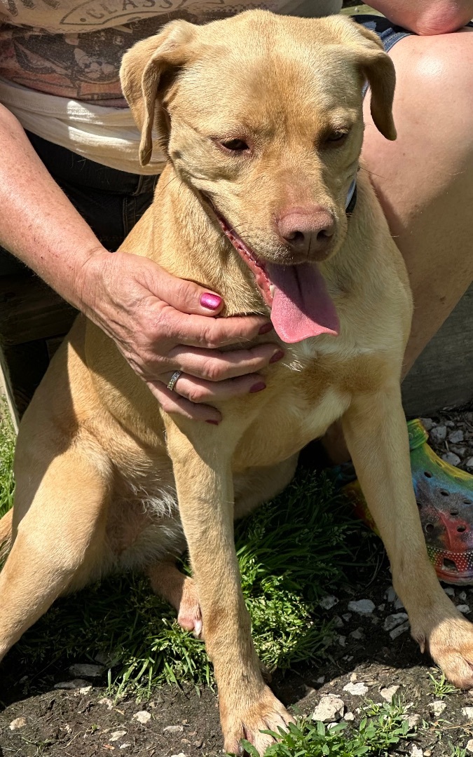 Blondie, Adoptable, Adult Female Yellow Labrador Retriever.