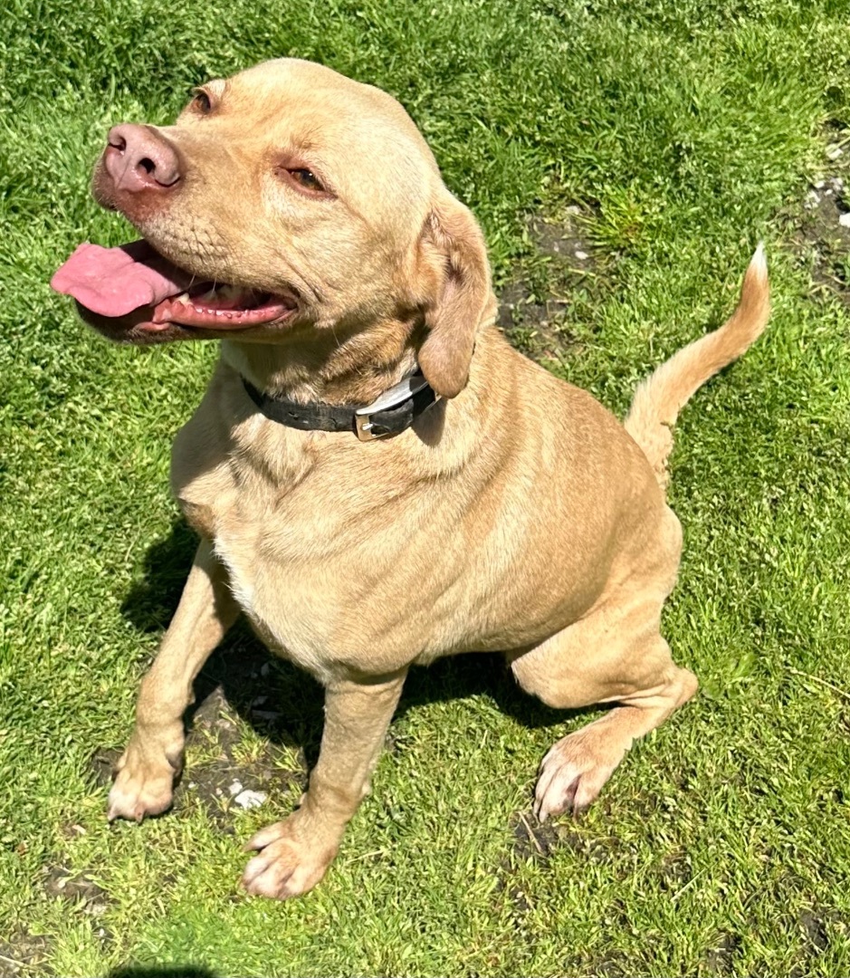 Blondie, a Adoptable Yellow Labrador Retriever in Zanesville, OH image 2/6