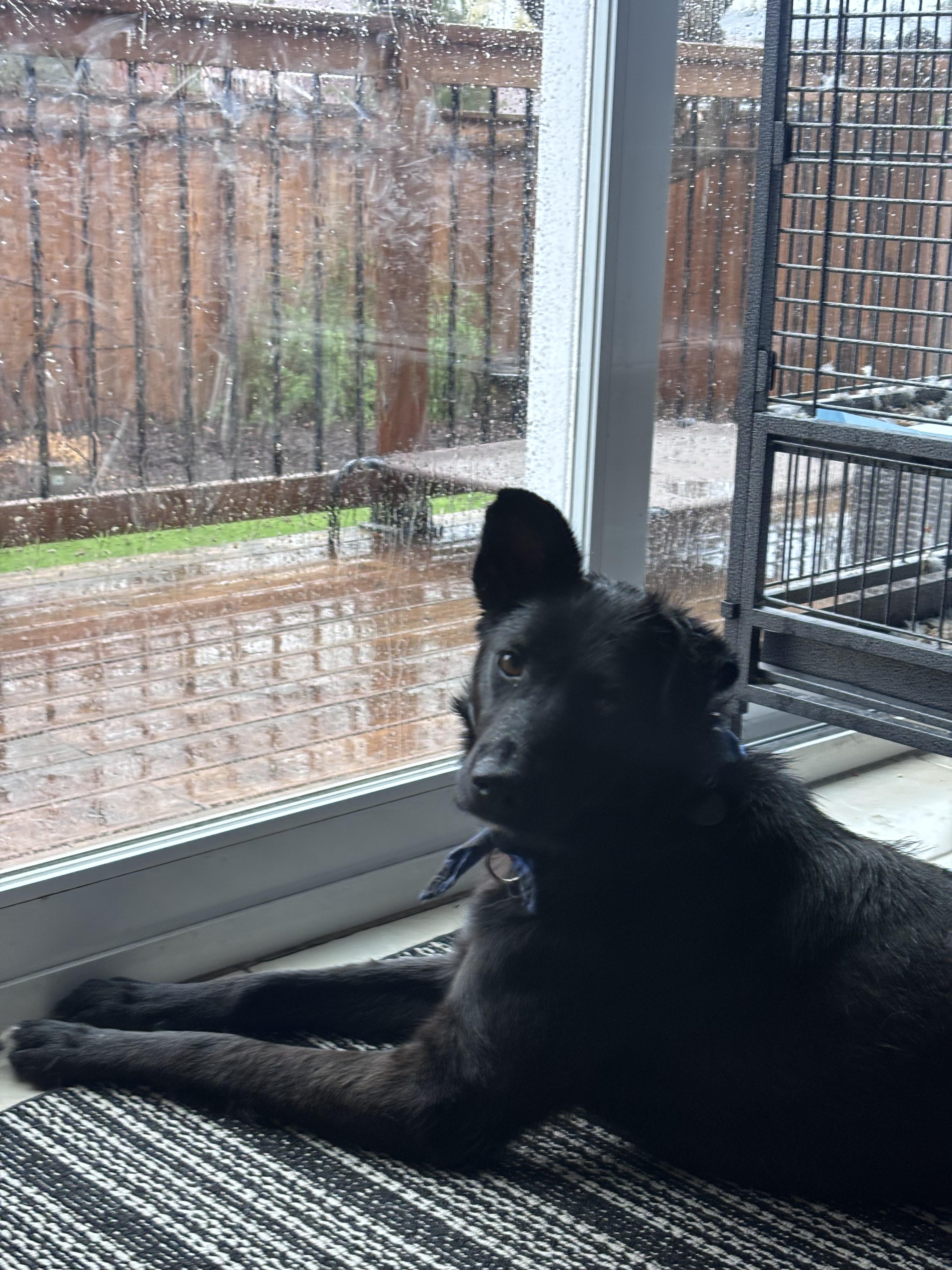 Bowie, a ADOPTABLE mixed breed in North York, ON image 3/6