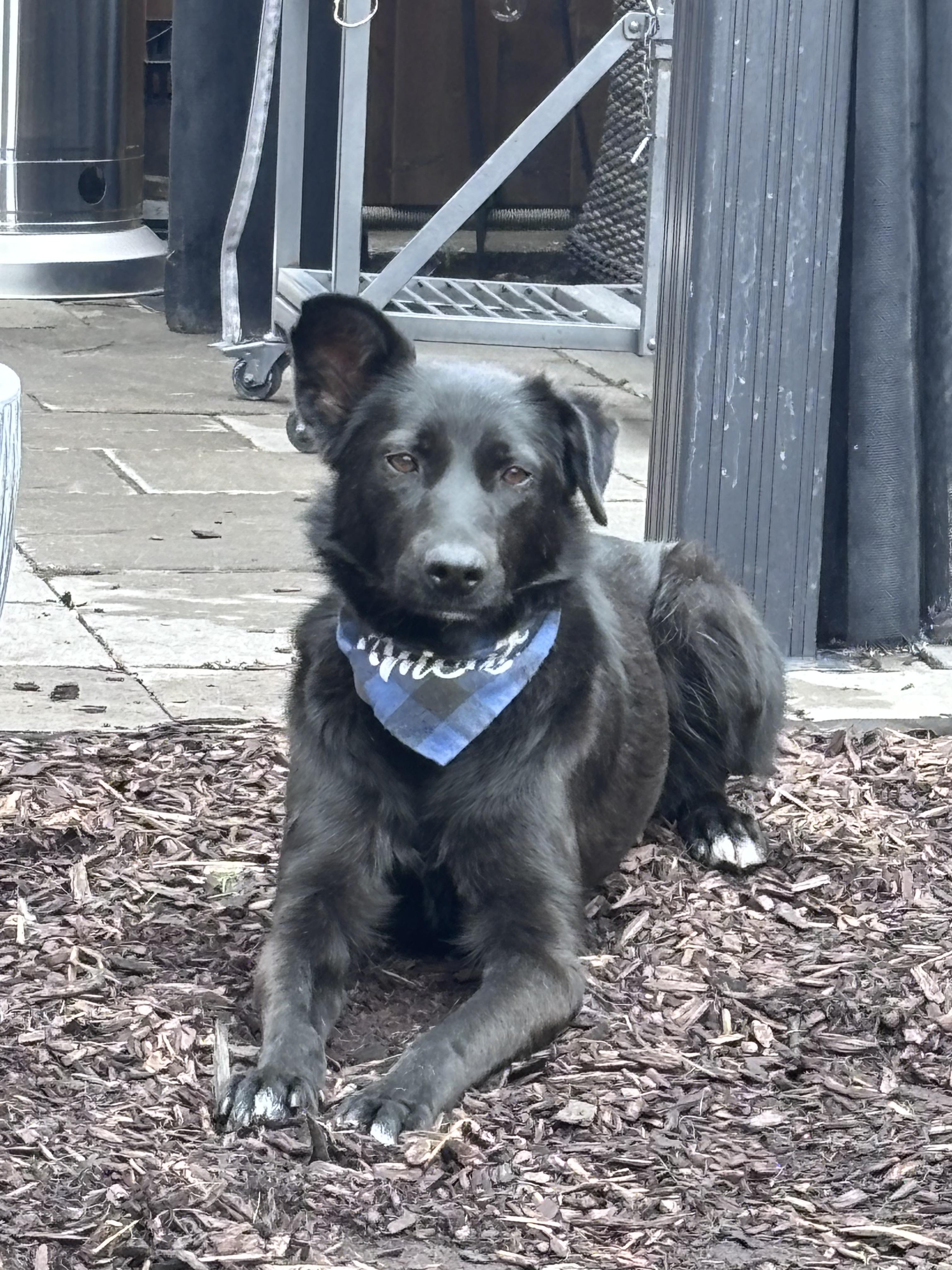 Bowie, a ADOPTABLE mixed breed in North York, ON image 4/6