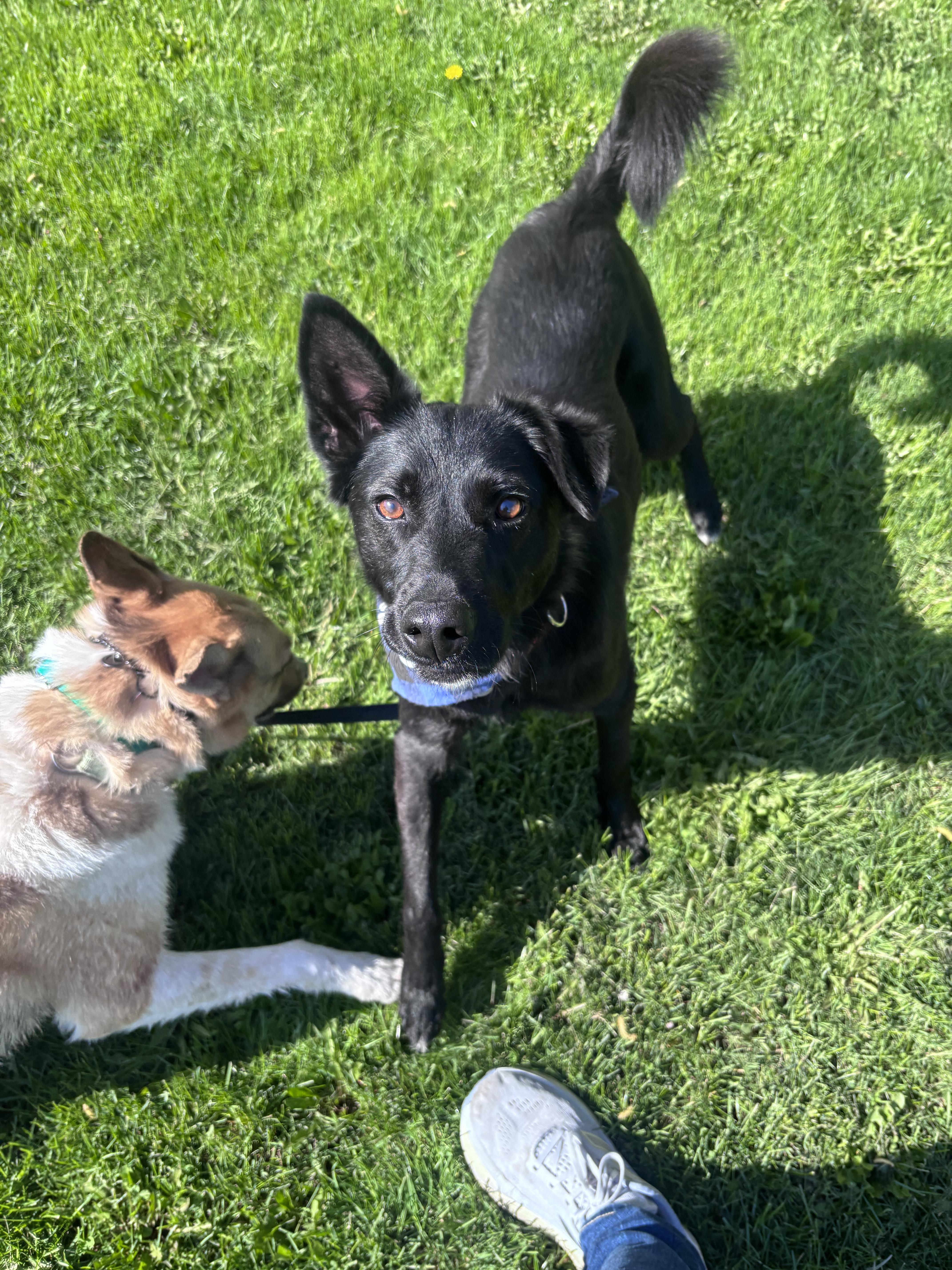 Bowie, ADOPTABLE, Adult Male Mixed Breed.
