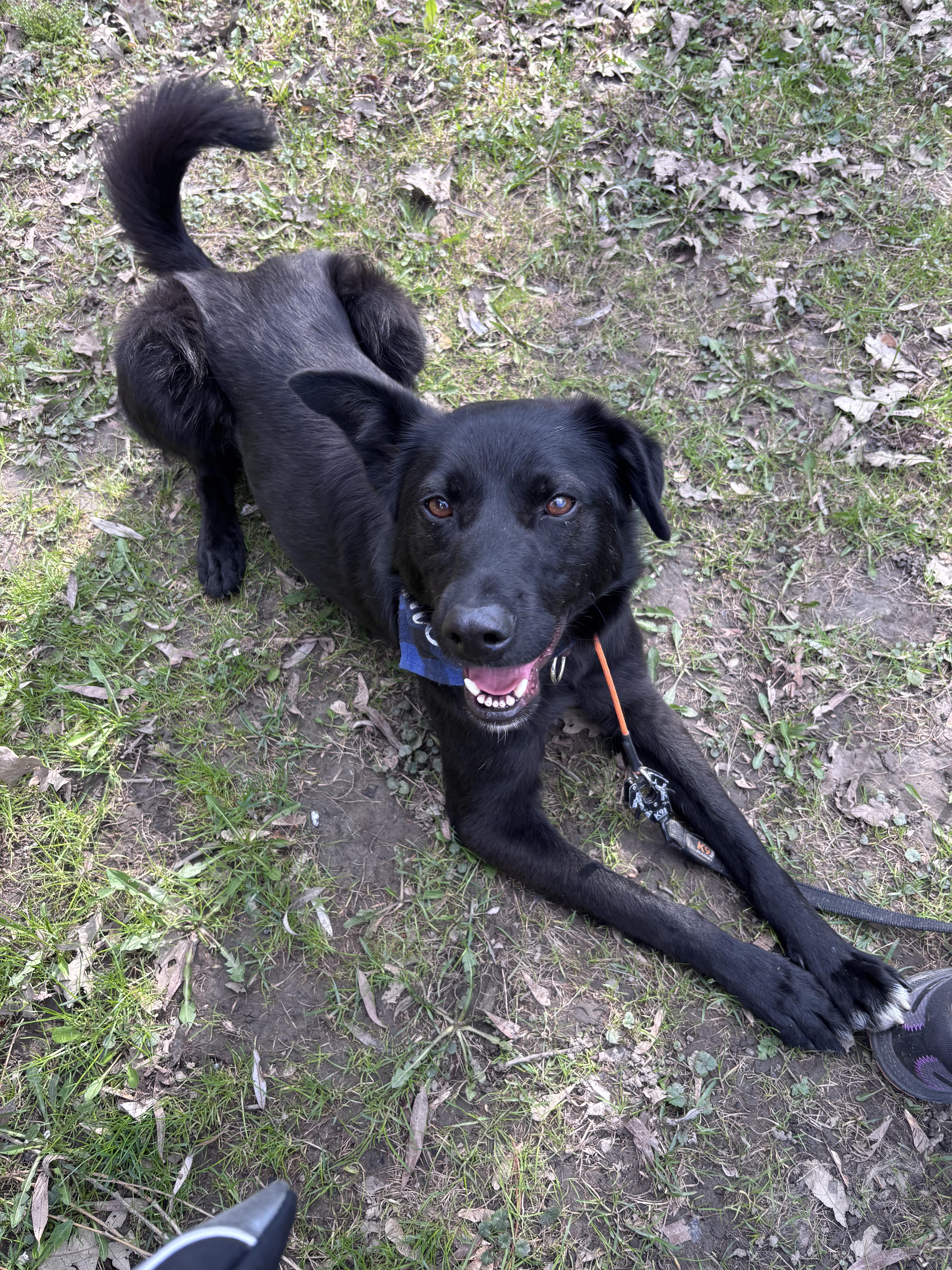 Bowie, a ADOPTABLE mixed breed in North York, ON image 2/6