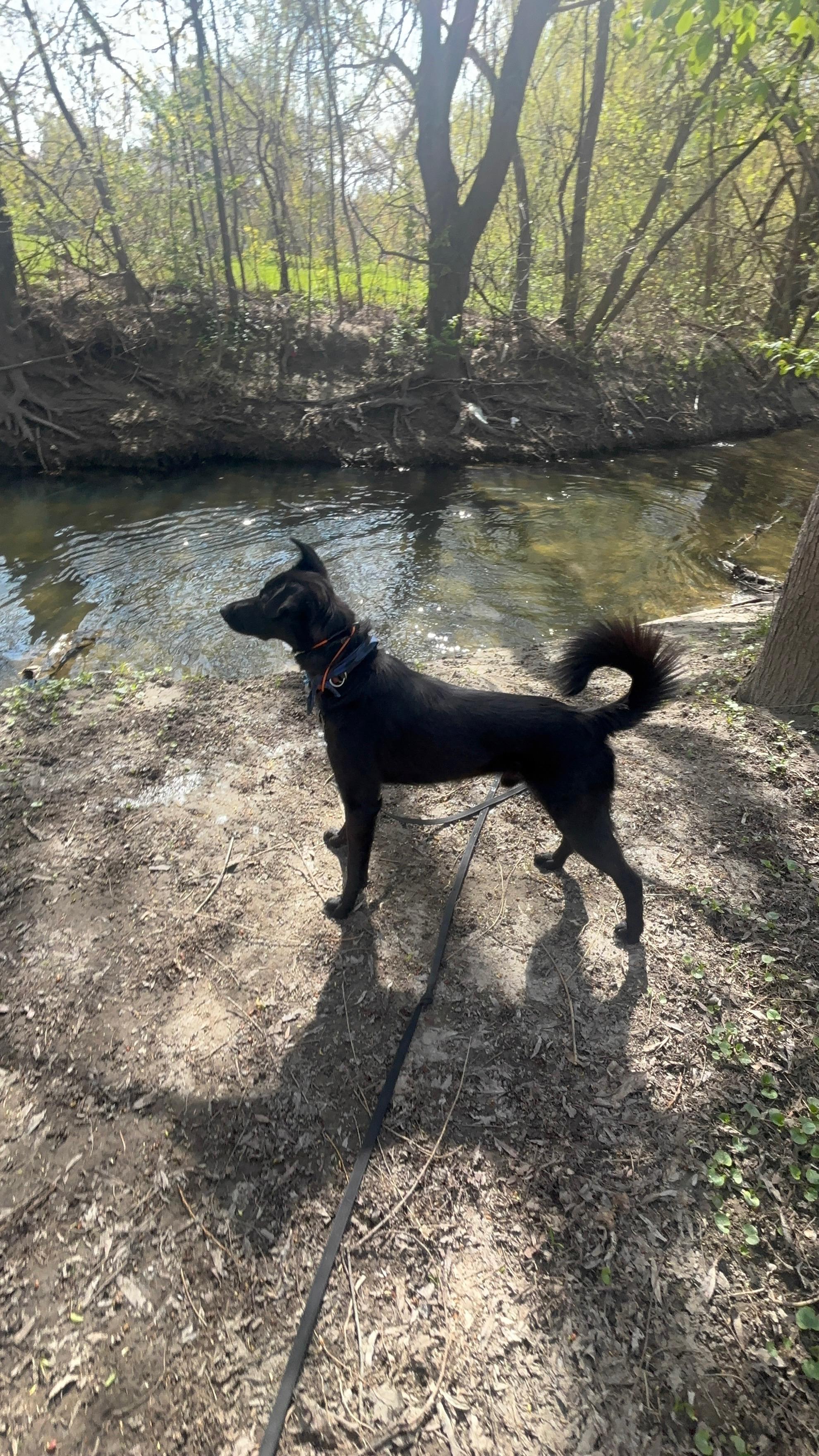 Bowie, a ADOPTABLE mixed breed in North York, ON image 5/6