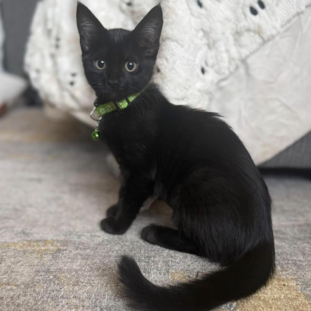 Enlarge Wasabi, a Adoptable Domestic Short Hair in Estacada, OR image 1/1