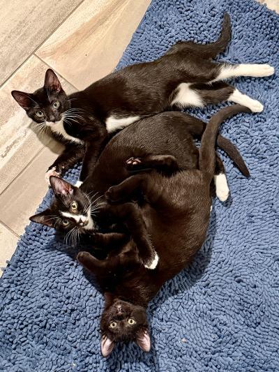 Cavan, an adopted Domestic Short Hair in Mokena, IL image 3/6