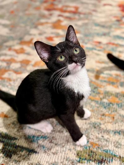 Cavan, an adopted Domestic Short Hair in Mokena, IL image 4/6