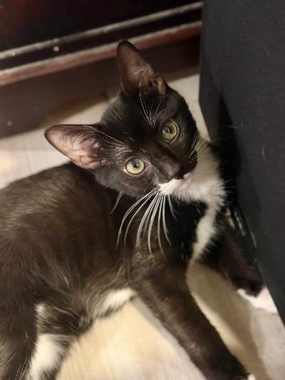 Cavan, an adopted Domestic Short Hair in Mokena, IL image 2/6