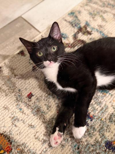 Cavan, an adopted Domestic Short Hair in Mokena, IL image 5/6