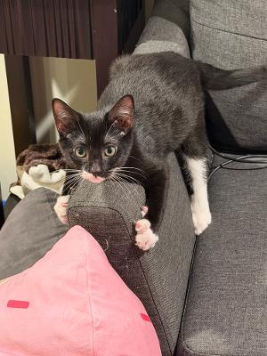 Cavan, an adopted Domestic Short Hair in Mokena, IL image 6/6