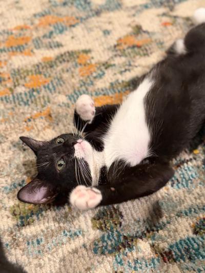 Cavan, an adopted Domestic Short Hair in Mokena, IL image 1/6