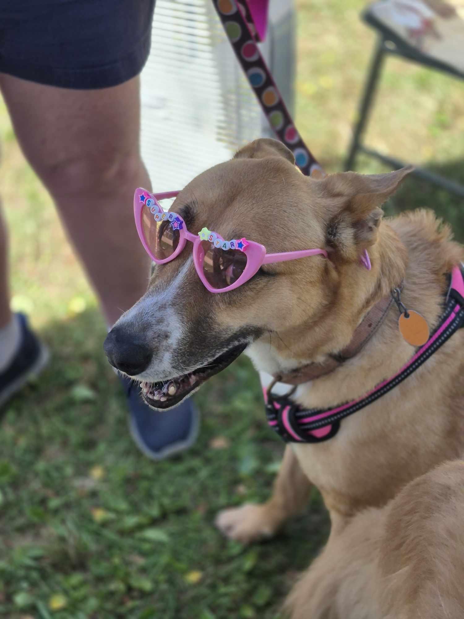 Giselle, an adoptable German Shepherd Dog in Milton, FL, 32583 | Photo Image 5
