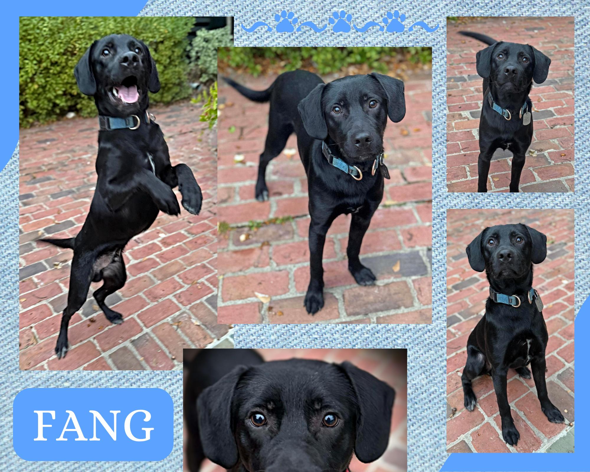 Fang, adopted, Young Male Labrador Retriever & Black Labrador Retriever.