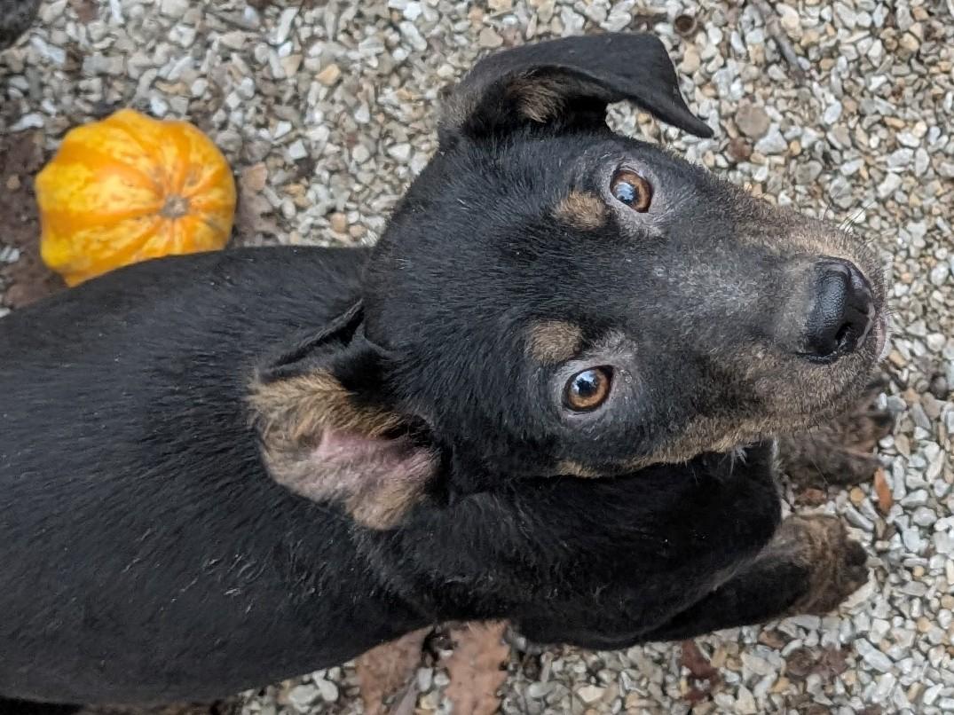 Enlarge Pugsly, an adopted mixed breed in Osceola, MO image 4/6