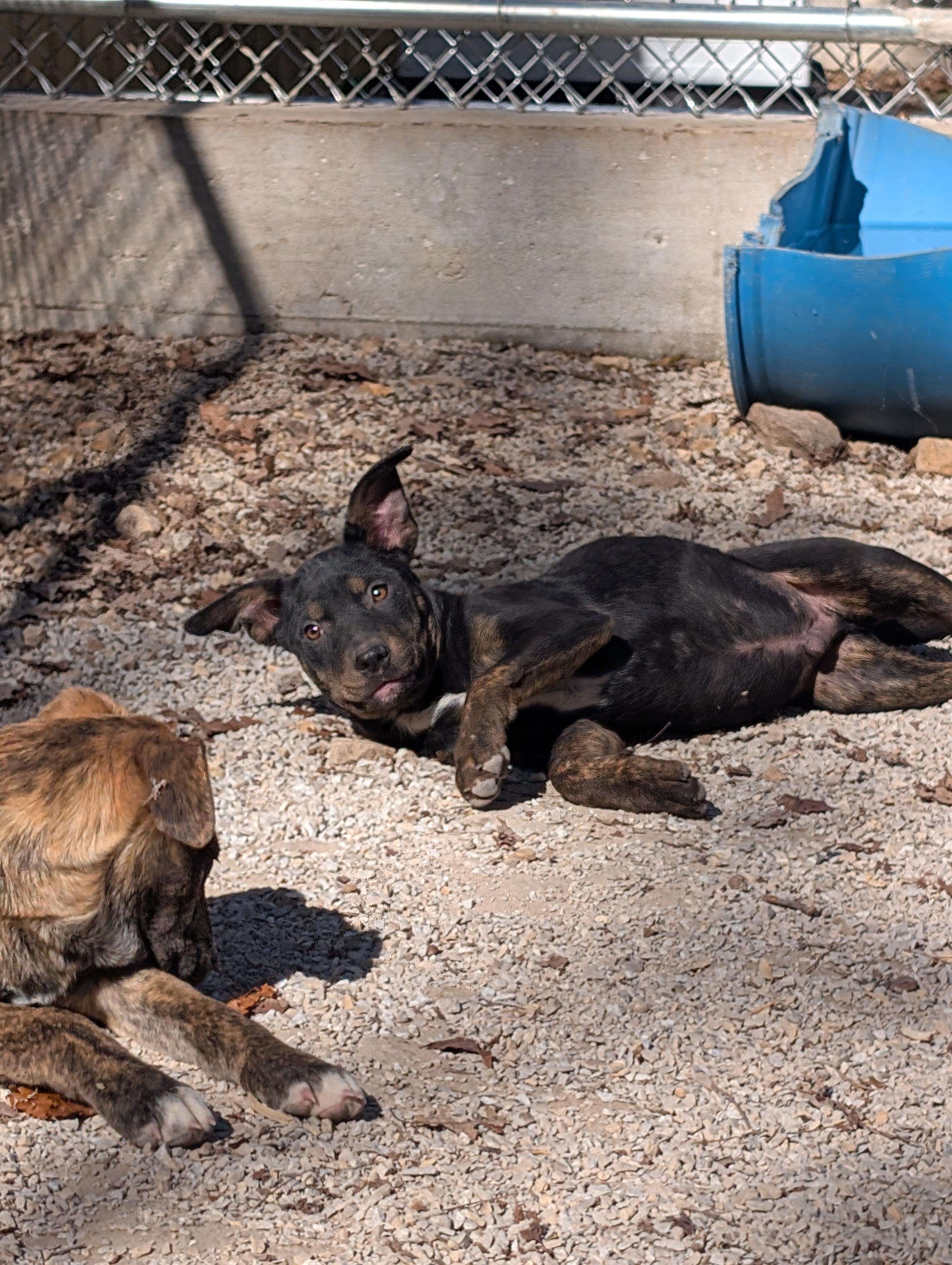 Enlarge Pugsly, an adopted mixed breed in Osceola, MO image 5/6