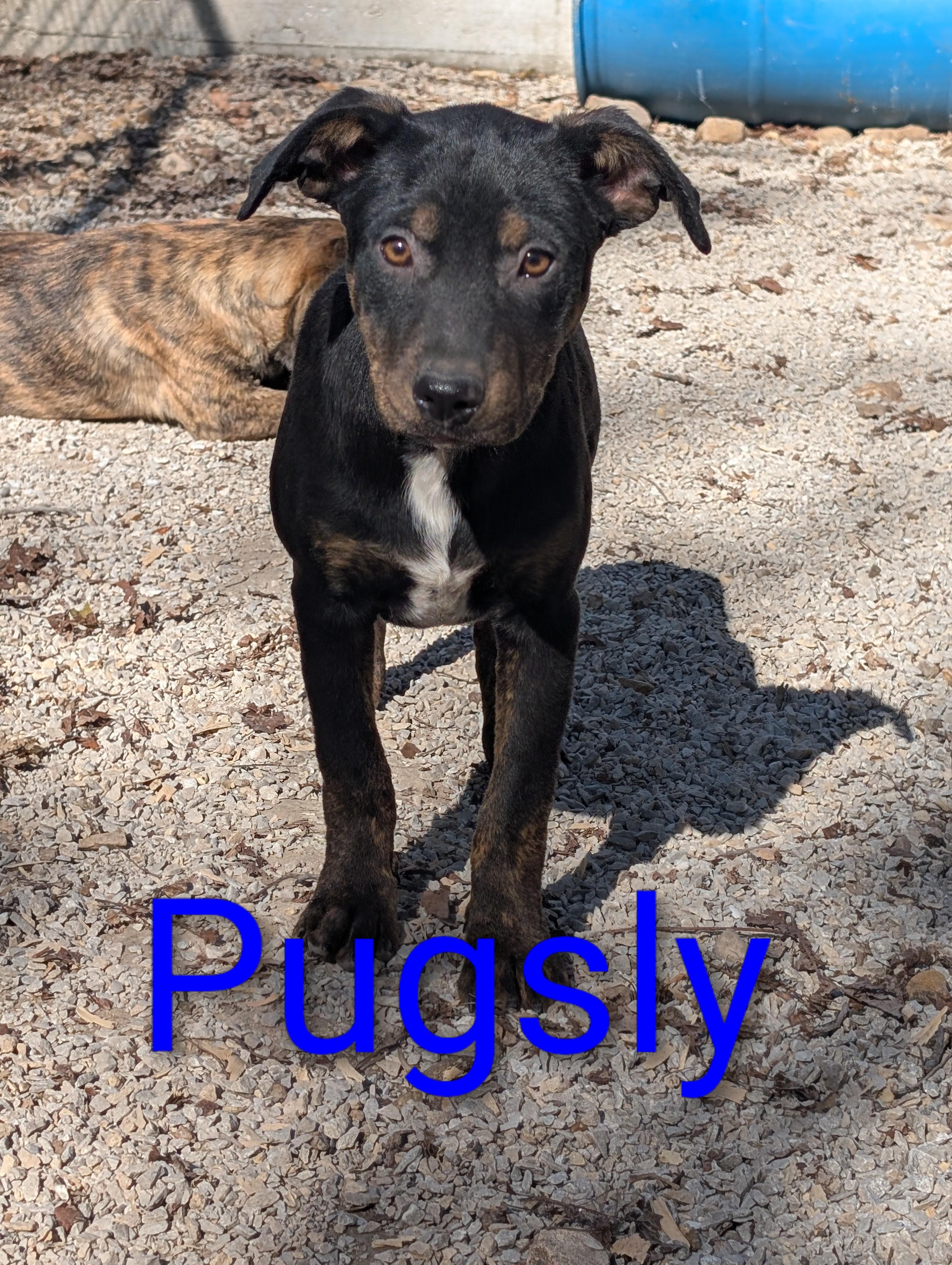 Enlarge Pugsly, an adopted mixed breed in Osceola, MO image 1/6