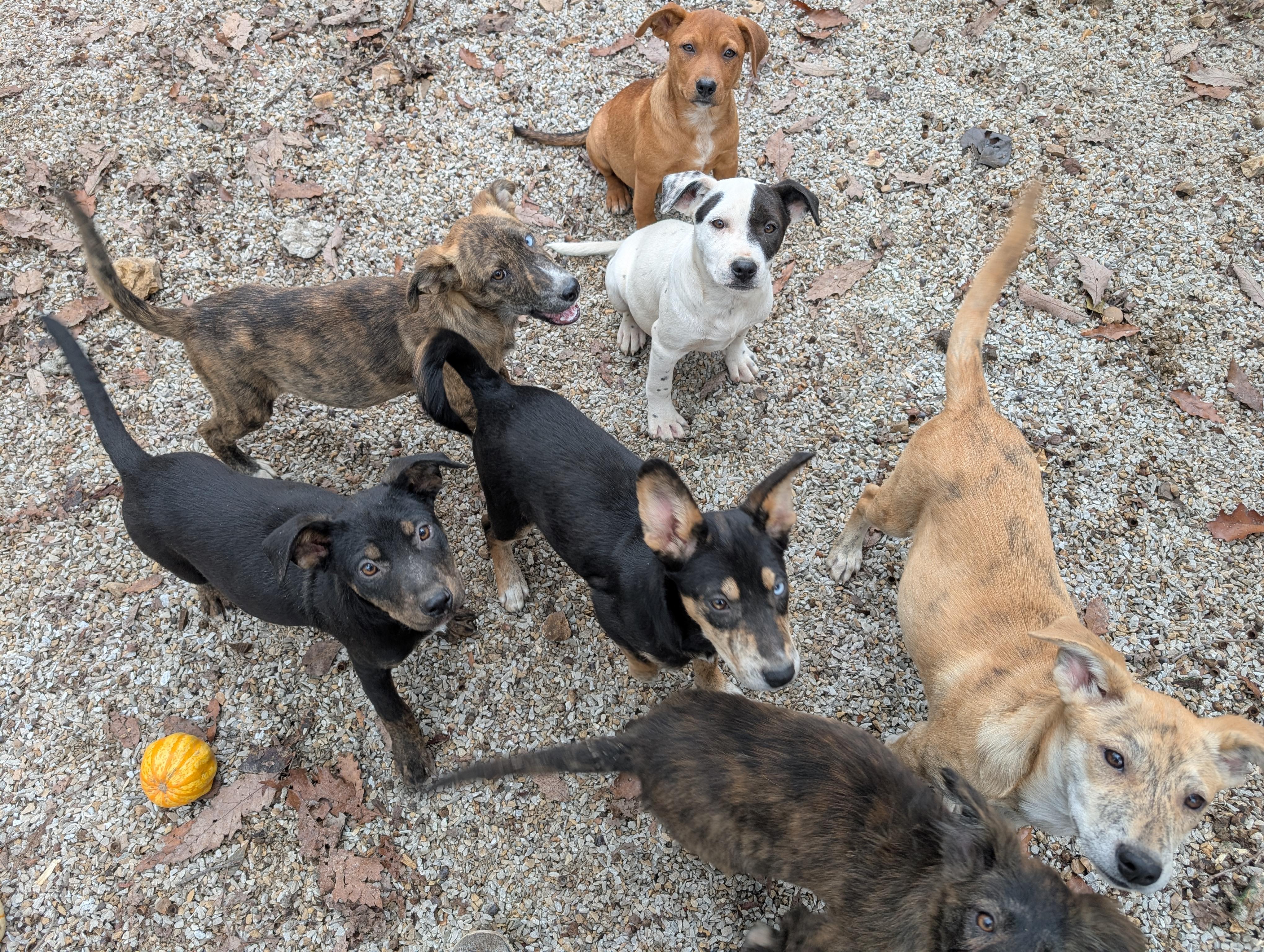 Enlarge Pugsly, an adopted mixed breed in Osceola, MO image 6/6