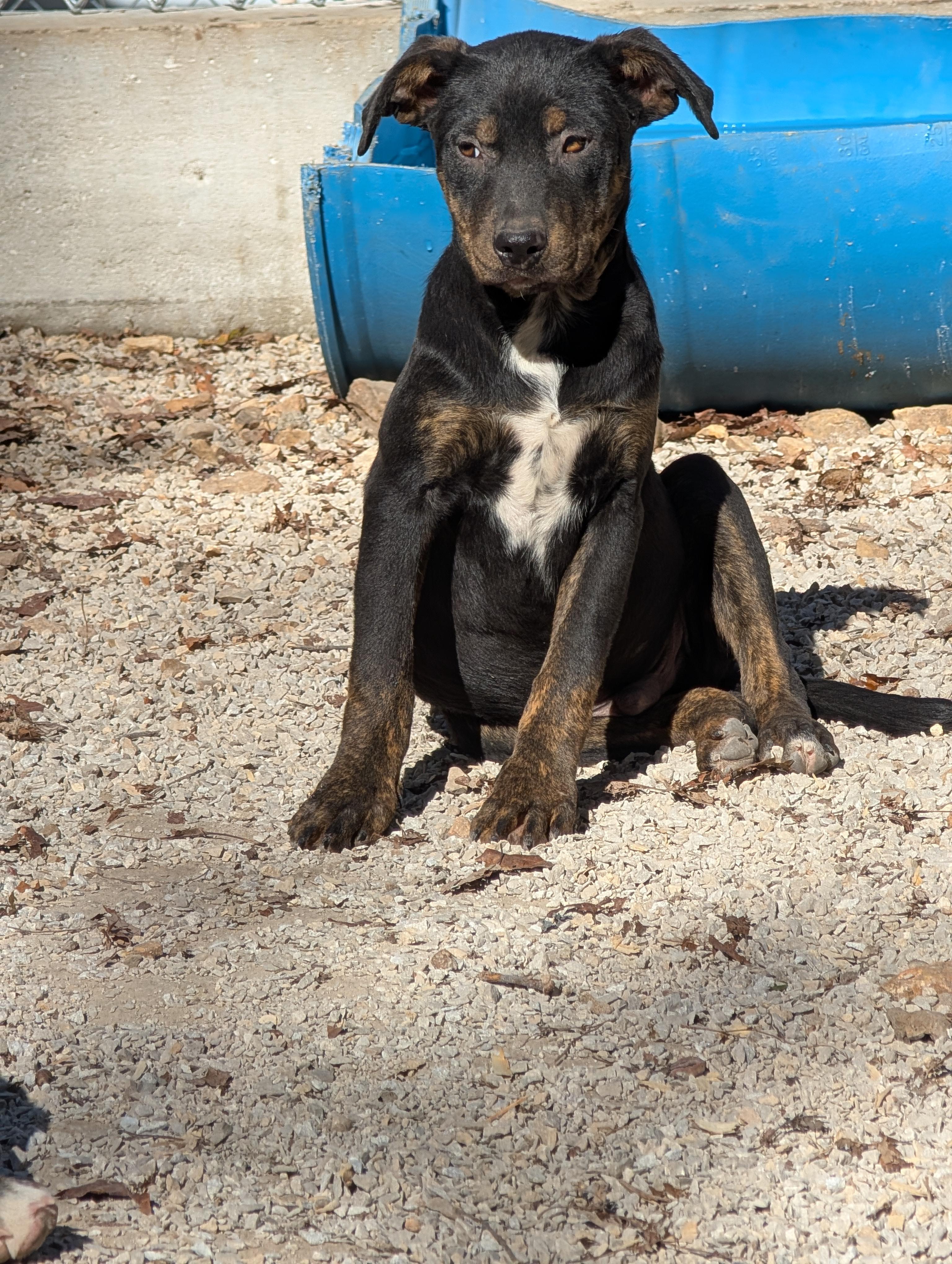 Enlarge Pugsly, an adopted mixed breed in Osceola, MO image 2/6