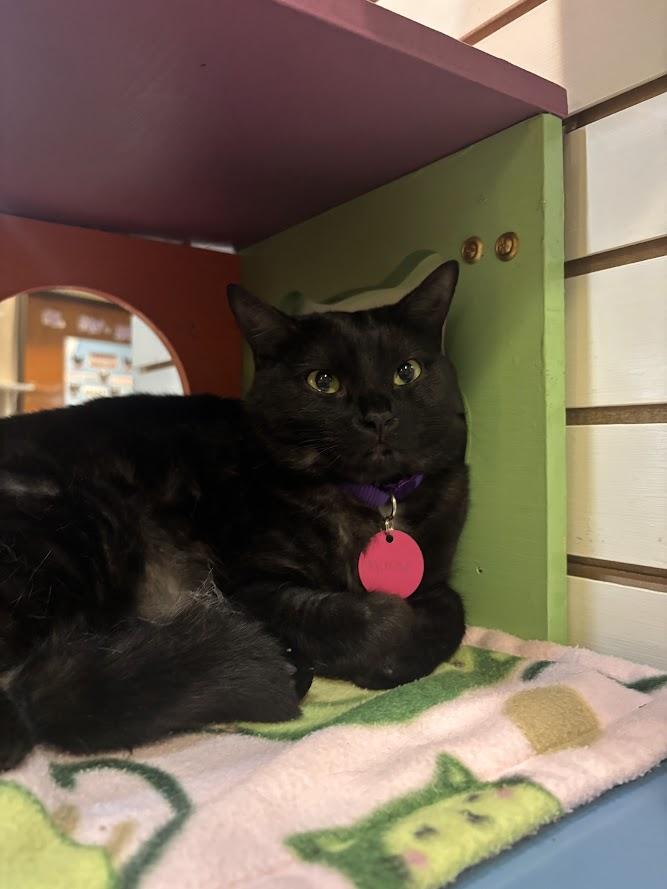 Enlarge Mipha, an adoptable Domestic Short Hair in The Colony, TX image 1/1