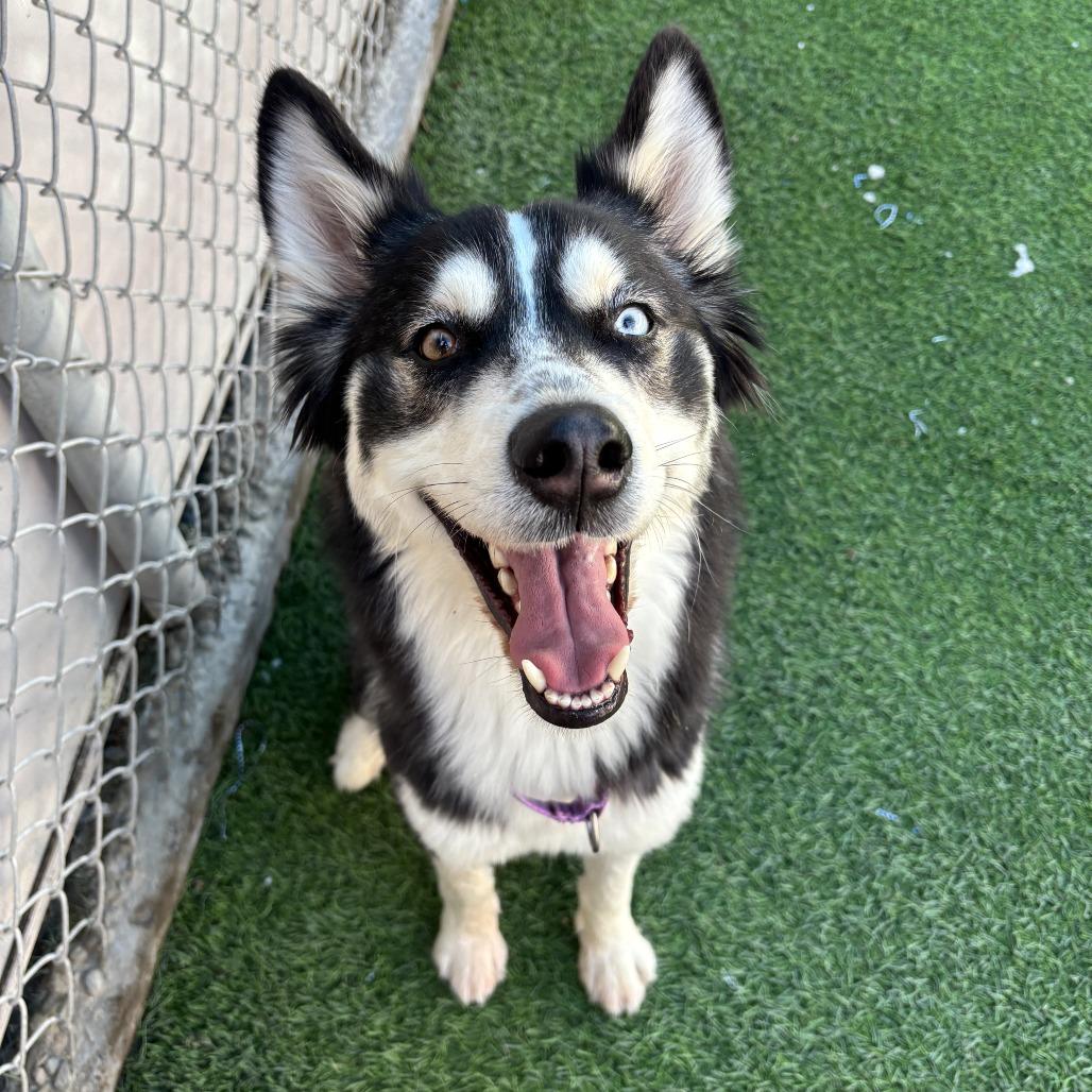 Shasta, Adoptable, Adult Female Husky.