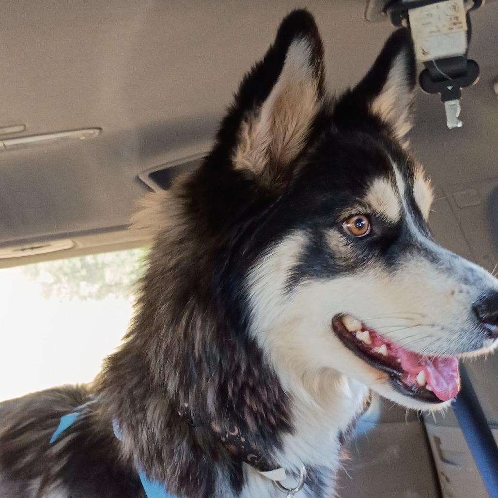 Shasta, a Adoptable Husky in Tempe, AZ image 1/6
