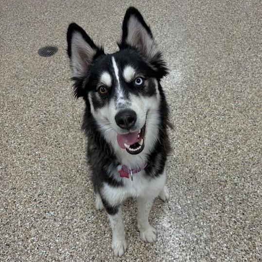 Shasta, a Adoptable Husky in Tempe, AZ image 2/6