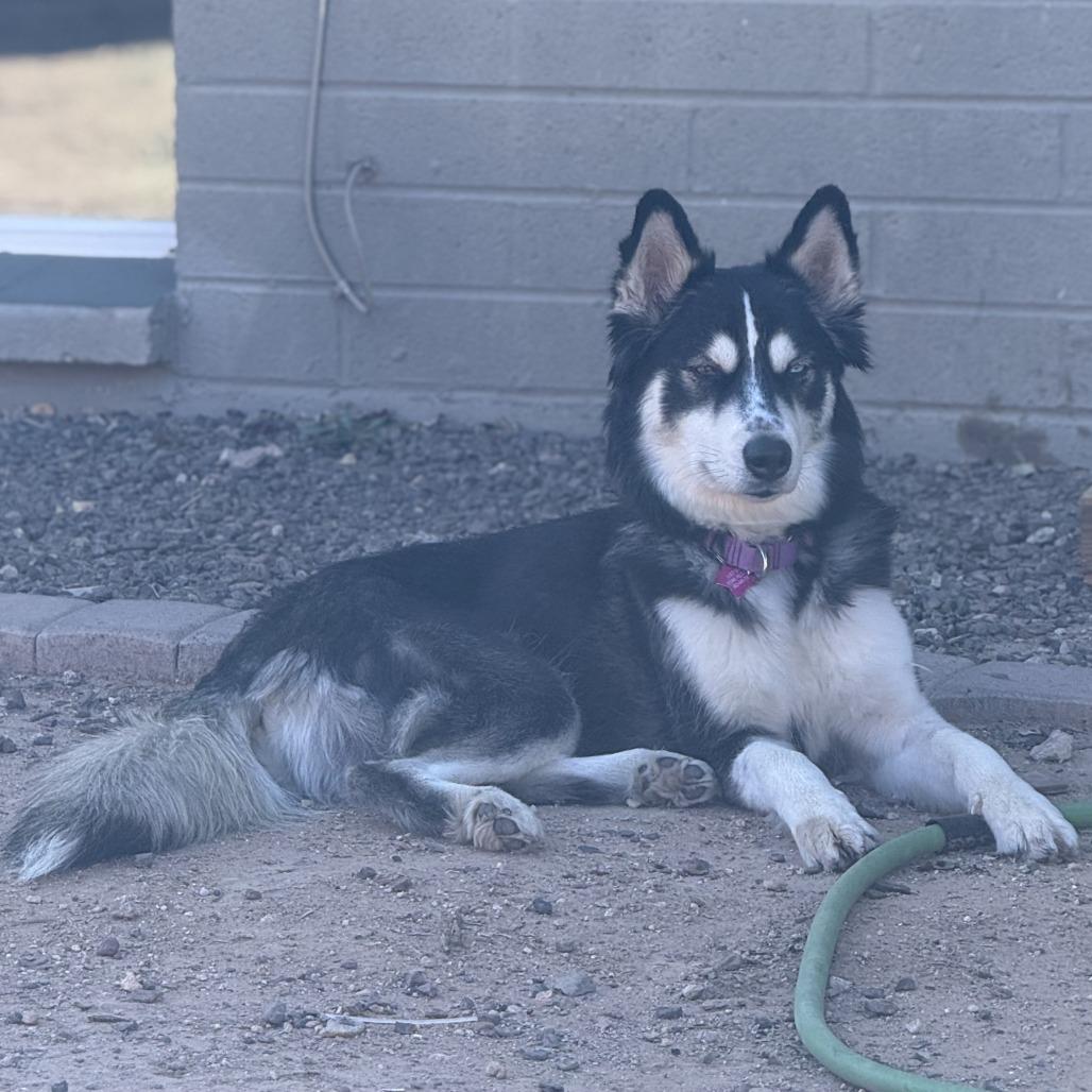 Shasta, a Adoptable Husky in Tempe, AZ image 3/6