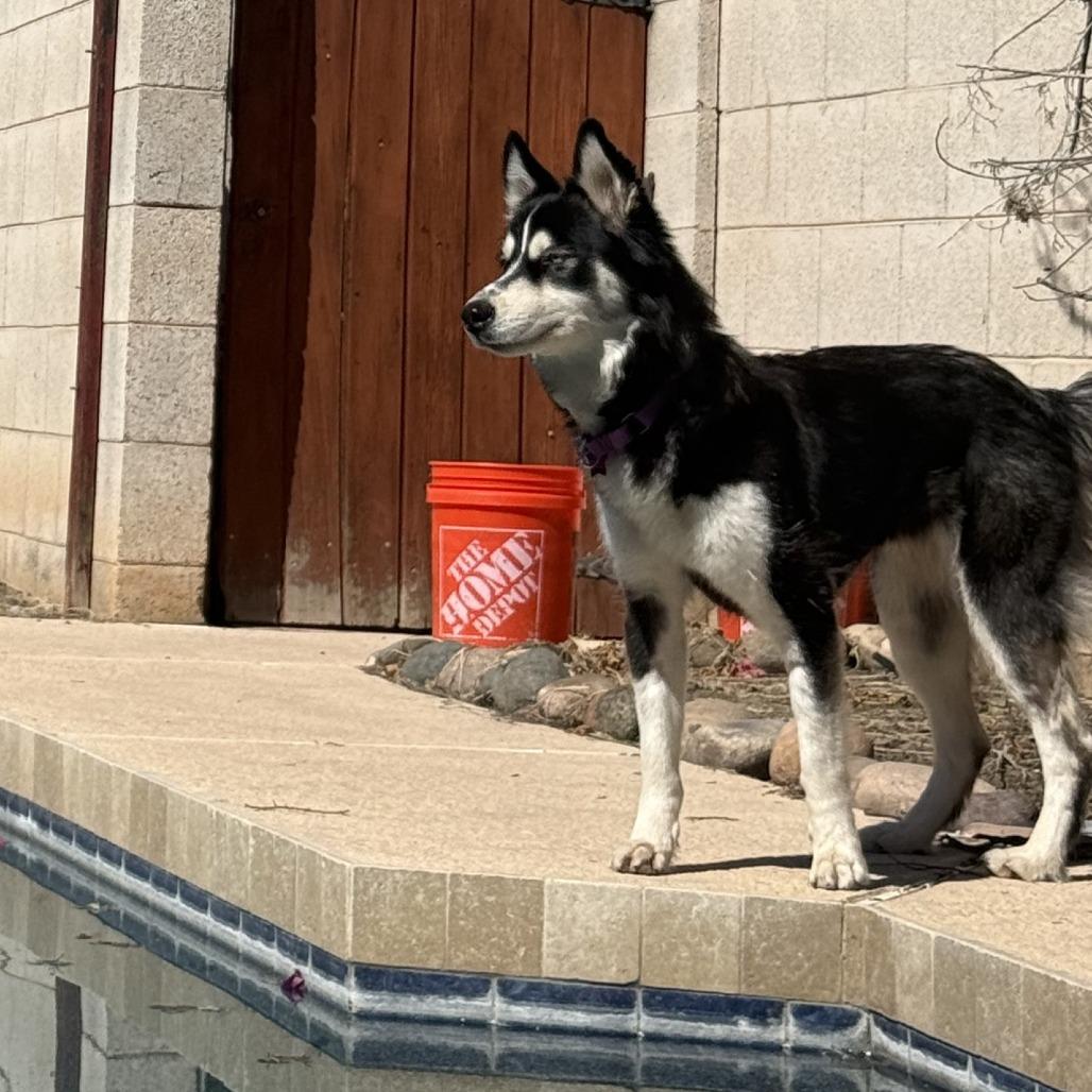 Shasta, a Adoptable Husky in Tempe, AZ image 4/6