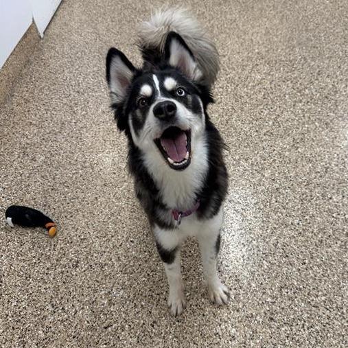 Shasta, a Adoptable Husky in Tempe, AZ image 5/6