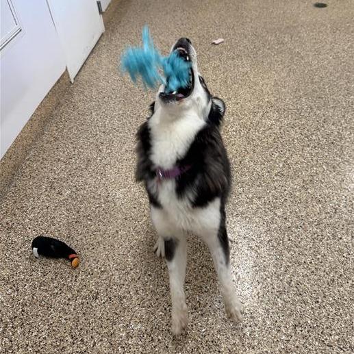 Shasta, a Adoptable Husky in Tempe, AZ image 6/6