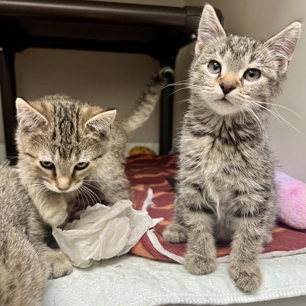 Storm, Adoptable, Kitten Male Domestic Short Hair & Domestic Short Hair.