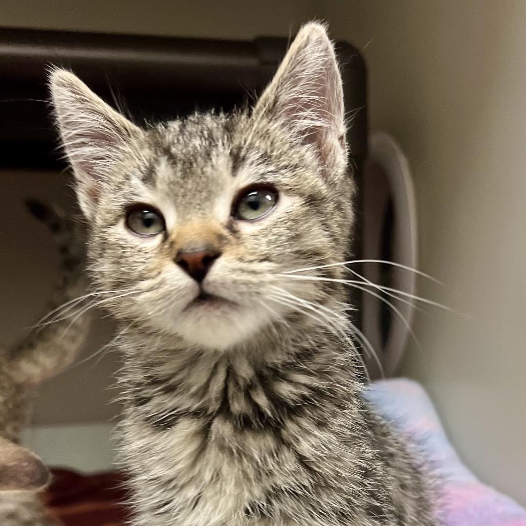 Storm, a Adoptable mixed breed in Caryville, TN image 2/6