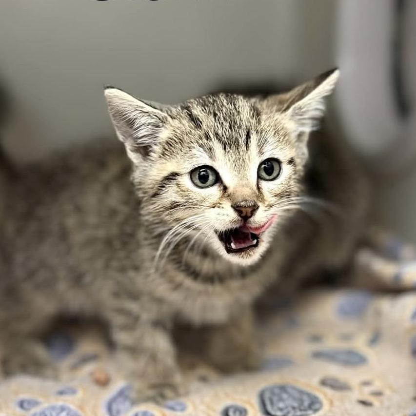 Storm, a Adoptable mixed breed in Caryville, TN image 4/6