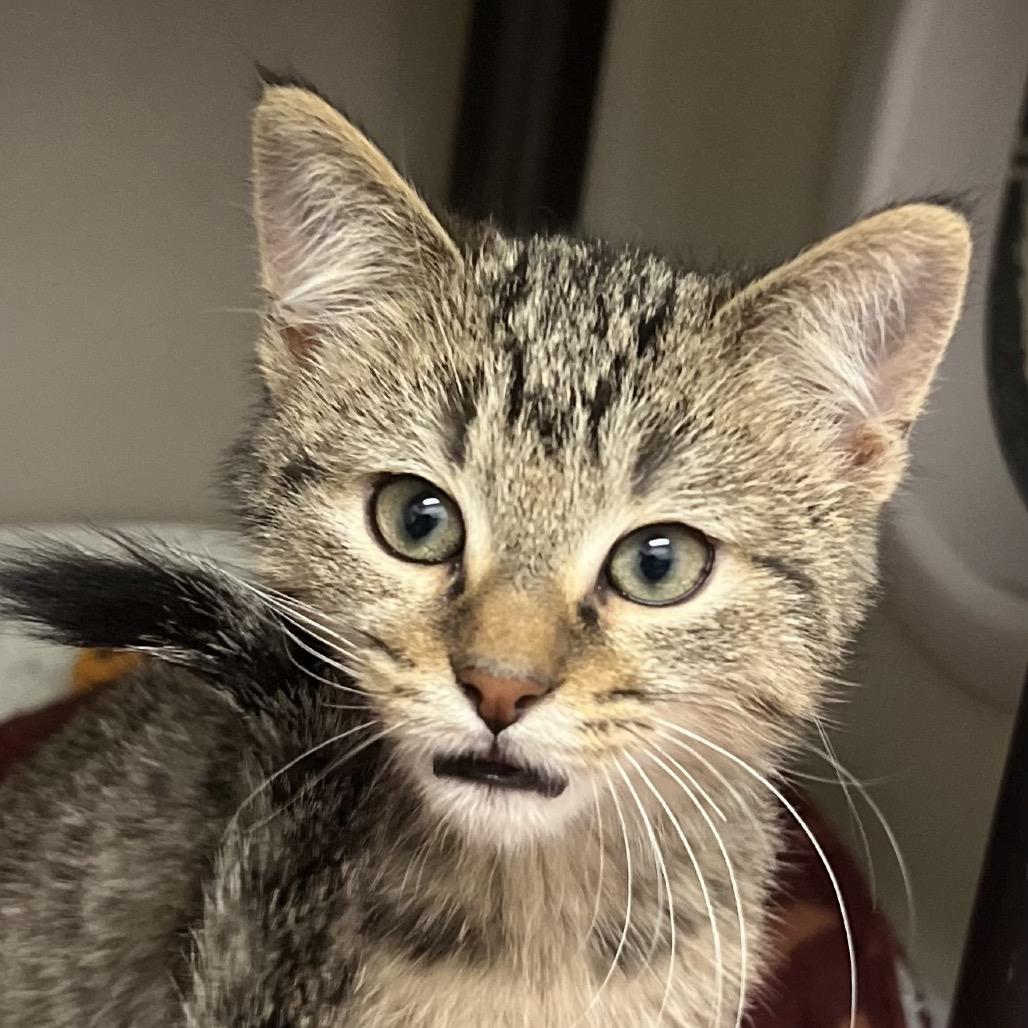 Storm, a Adoptable mixed breed in Caryville, TN image 5/6