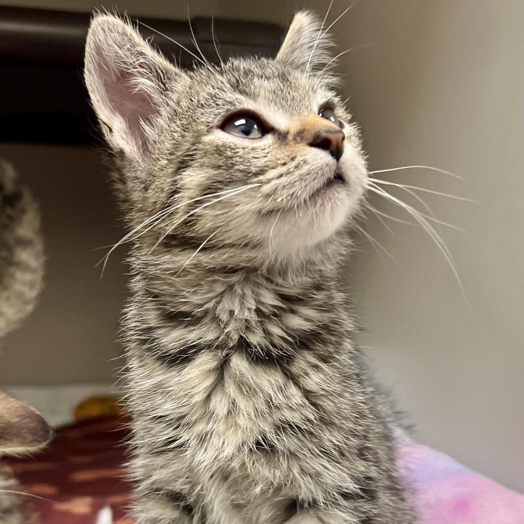 Storm, a Adoptable mixed breed in Caryville, TN image 6/6
