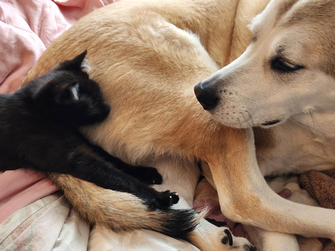 Enlarge Wisp and Wishbone, an adopted Domestic Short Hair in Mokena, IL image 6/6