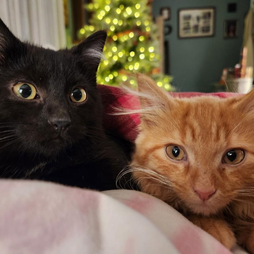 Wisp and Wishbone, adopted, Kitten Male Domestic Short Hair.