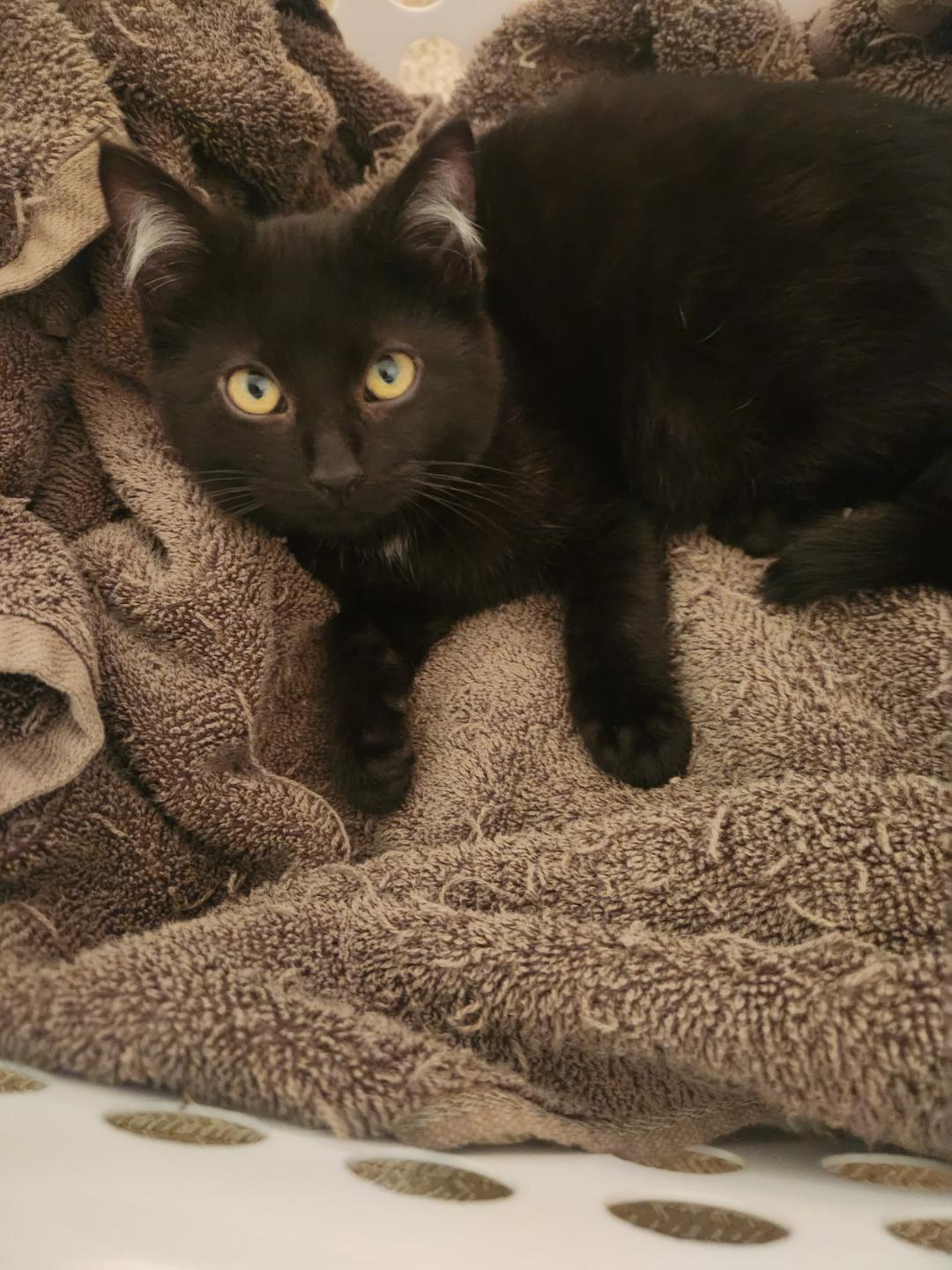 Enlarge Wisp and Wishbone, an adopted Domestic Short Hair in Mokena, IL image 4/6