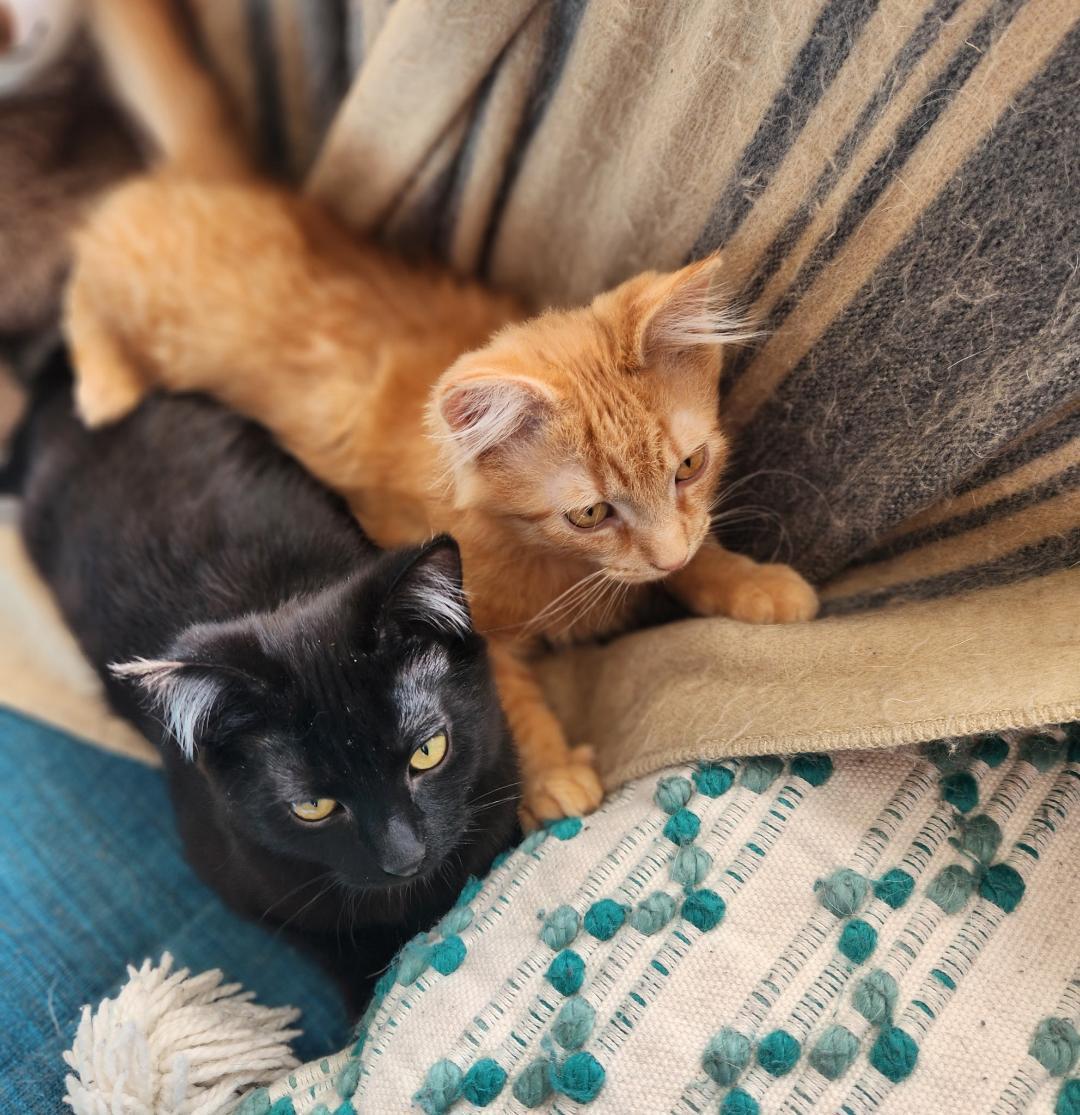 Enlarge Wisp and Wishbone, an adopted Domestic Short Hair in Mokena, IL image 2/6