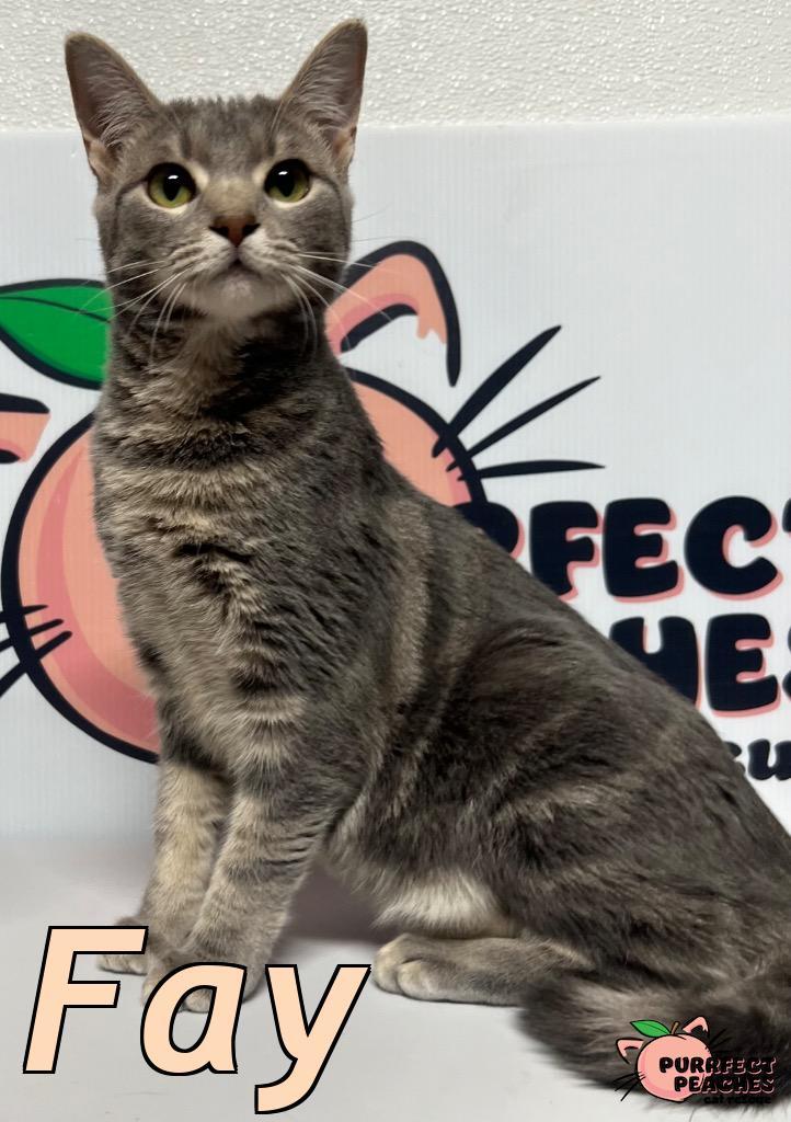 Fay, Adoptable, Young Female Domestic Short Hair.