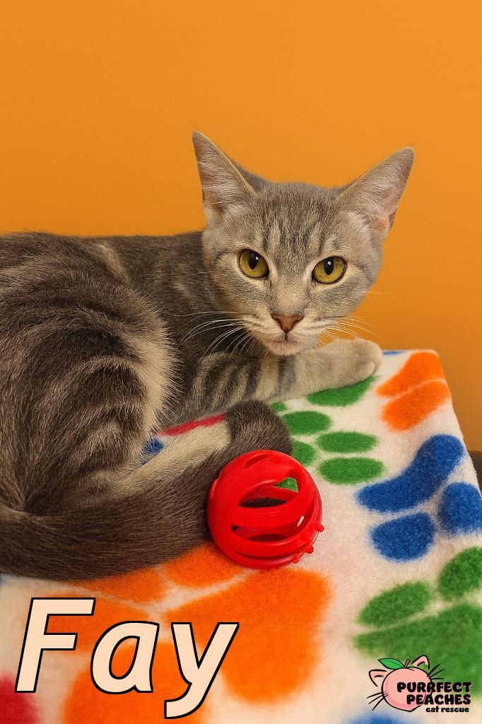 Enlarge Fay, a Adoptable mixed breed in Douglasville, GA image 2/3