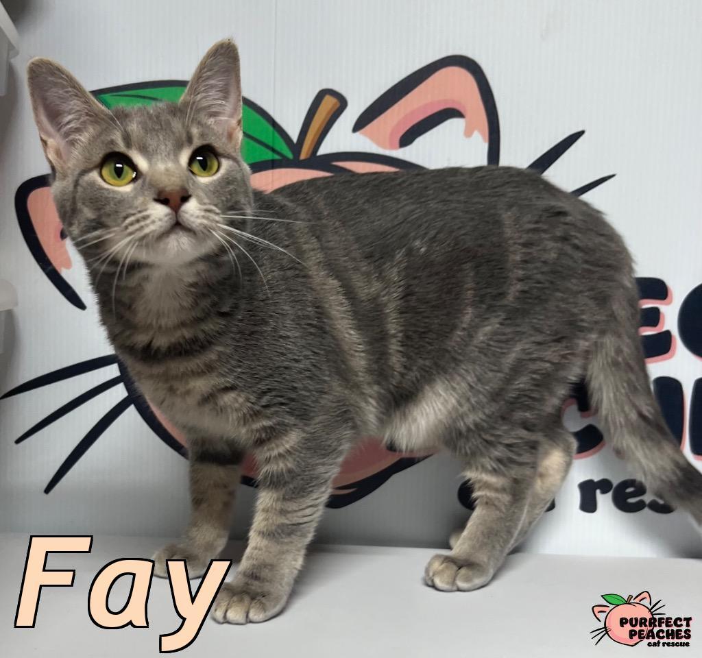Enlarge Fay, a Adoptable mixed breed in Douglasville, GA image 3/3