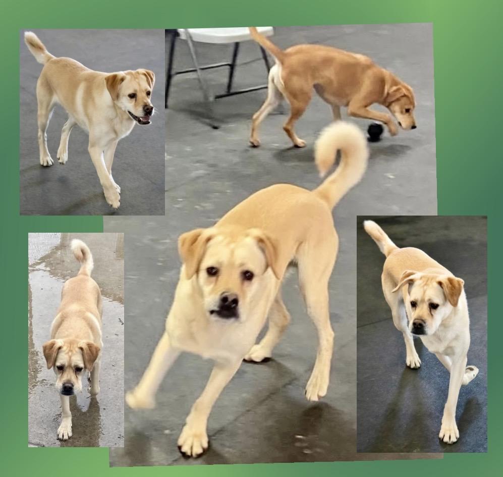 Justice, a ADOPTABLE mixed breed in Westfield, NY image 2/6