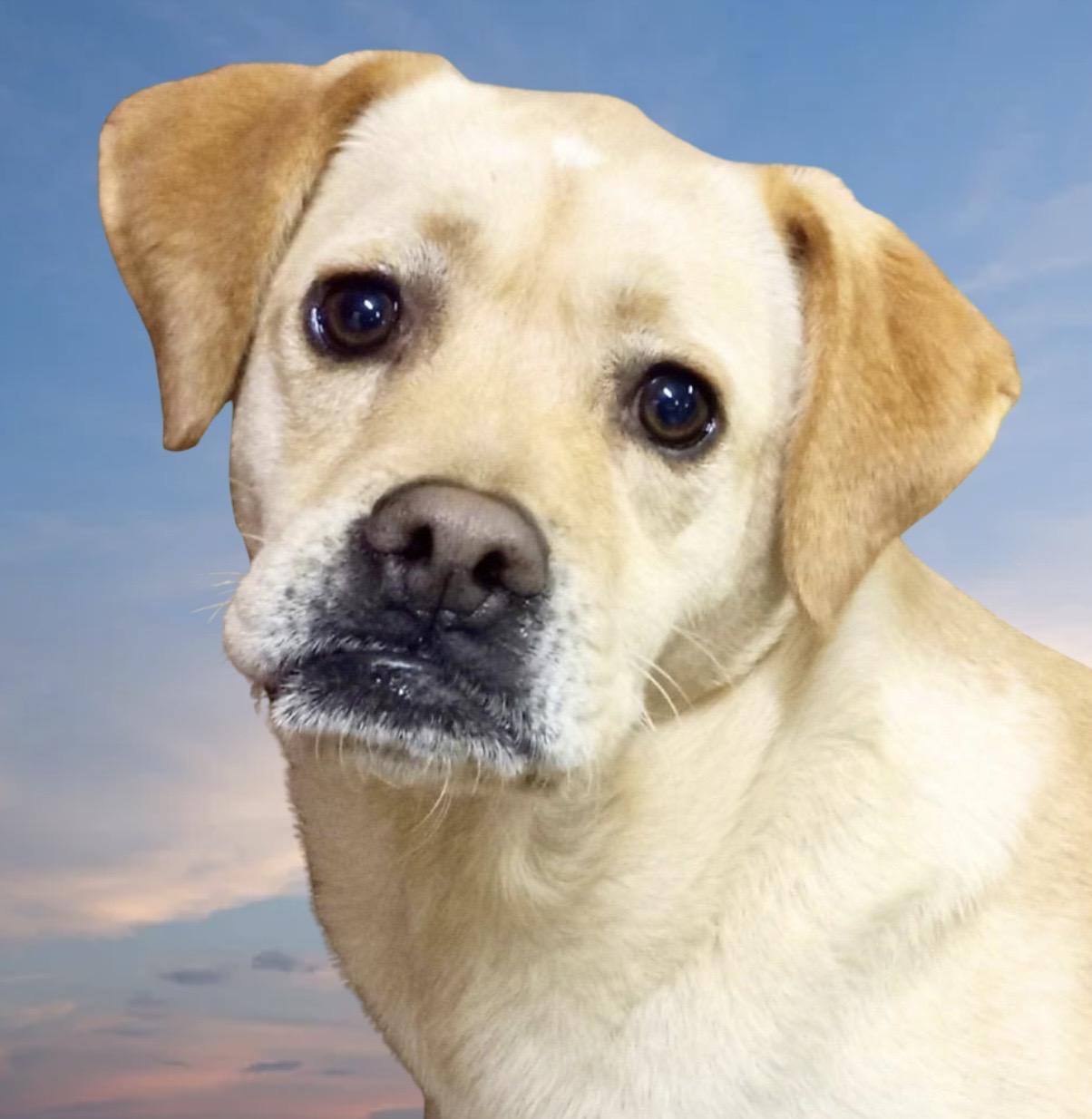 Enlarge Justice, a Adoptable mixed breed in Westfield, NY image 2/6
