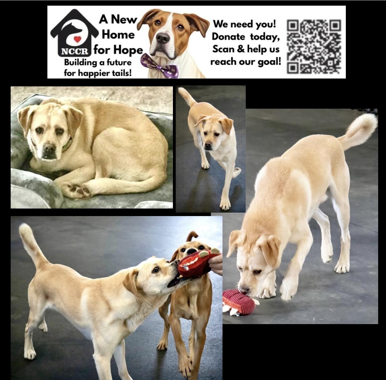 Justice, a ADOPTABLE mixed breed in Westfield, NY image 6/6