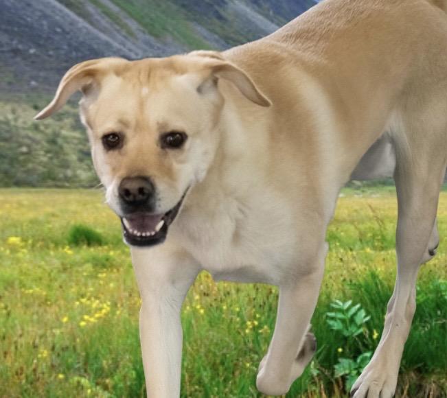 Justice, ADOPTABLE, Adult Male Mixed Breed.